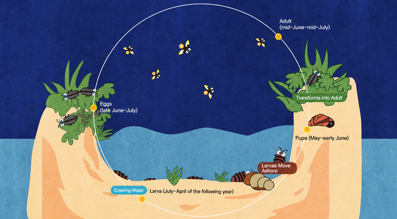 Egg (Late June–July) → Aquatic Larva (July–April of the Following Year) → Larva Moves onto Land → Pupa (May–Early June) → Emerges as Adult → Adult (Mid-June–Mid-July)